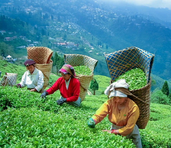 Happy Valley Tea Garden